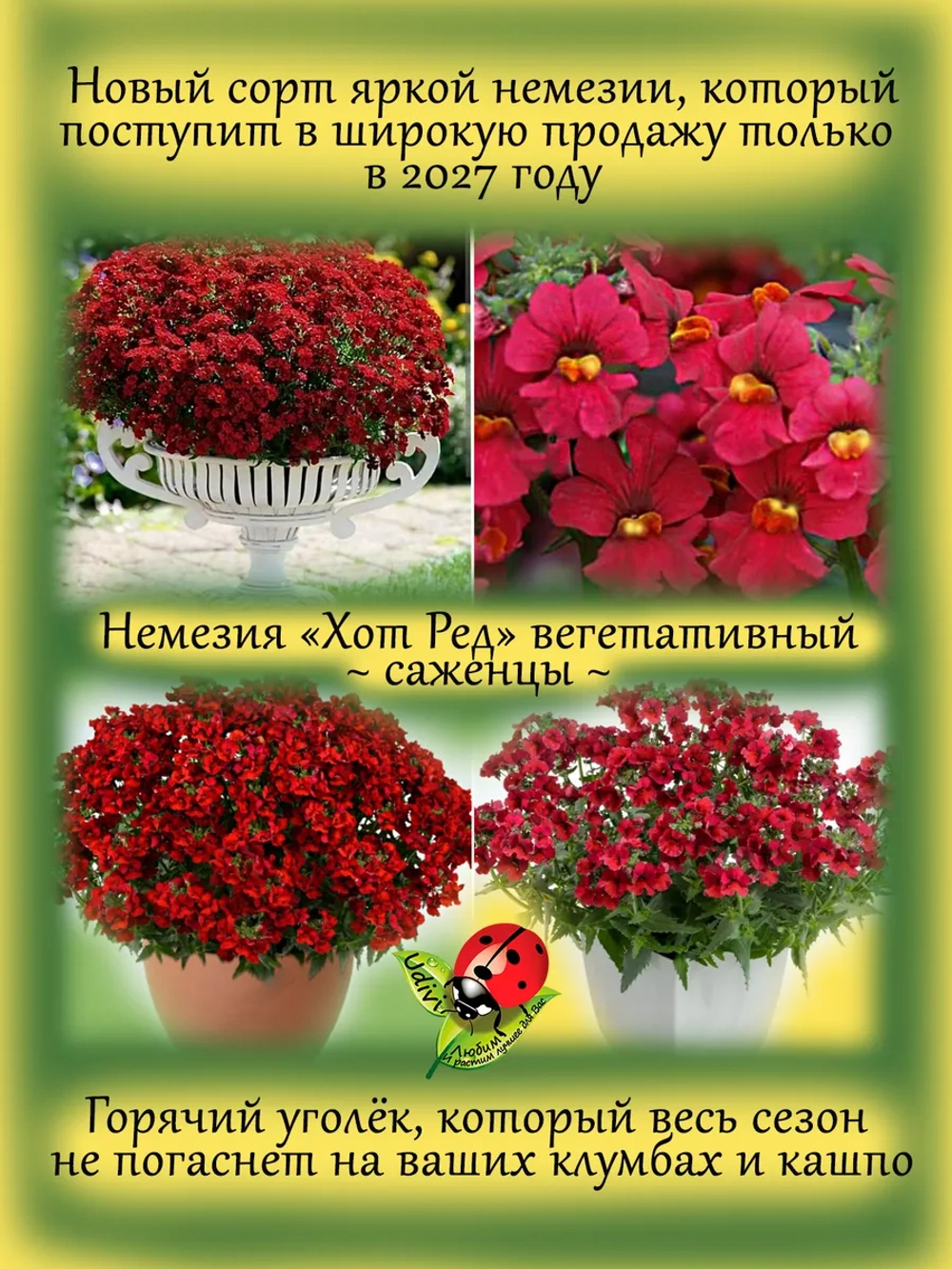 Немезия Хот Ред вегетативная