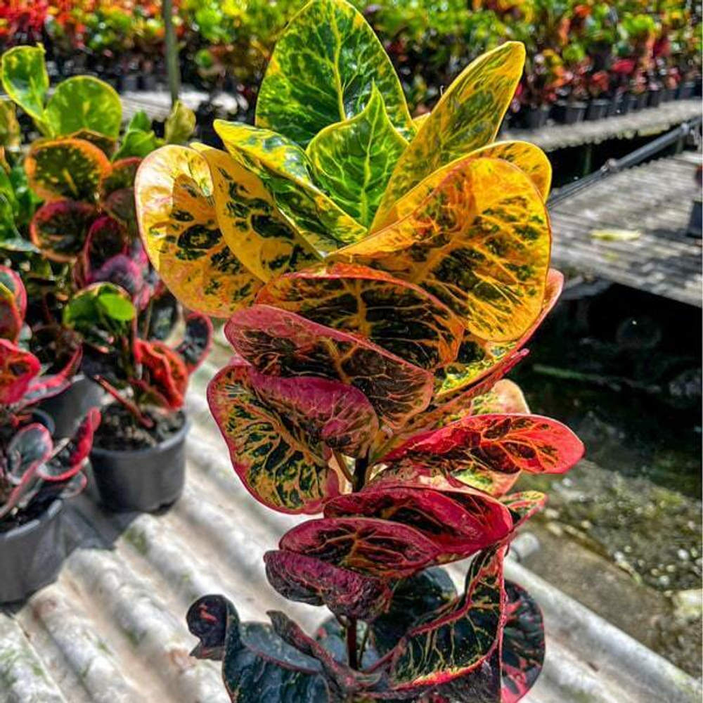 Кротон SEDTHEE MEE CHOK