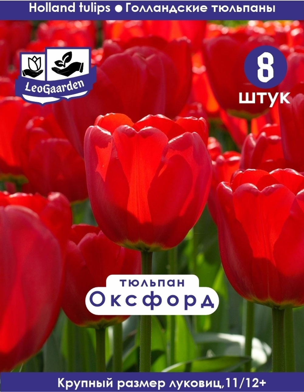 Тюльпан Луковица цветов, Оксфорд, 8шт, разбор 11/12