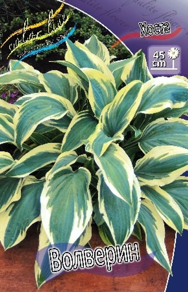 Hosta Wolverine