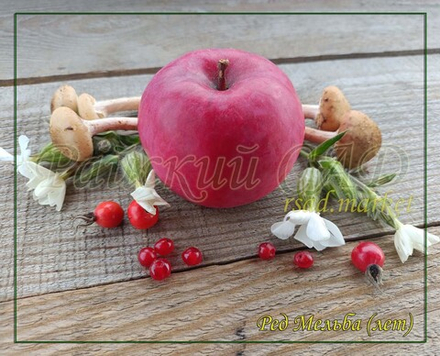 Яблоня Мельба Ред , Мелба Красная,(Melba-red)