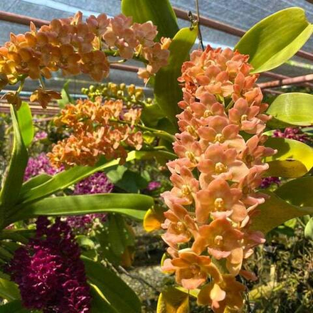 Ринхостилис RHY 49-SAEN RAK