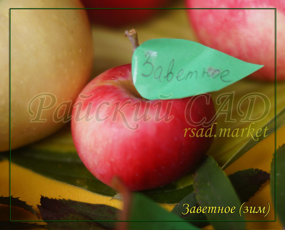 Яблоня Заветное