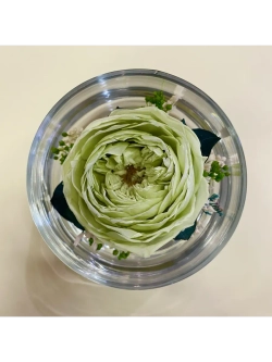 натуральный пион в стекле, вакуум*