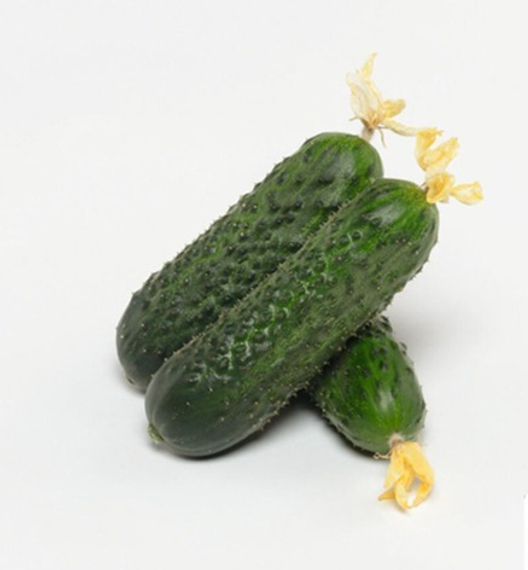 АТИК F1 семена огурца Bejo цена – фото 3