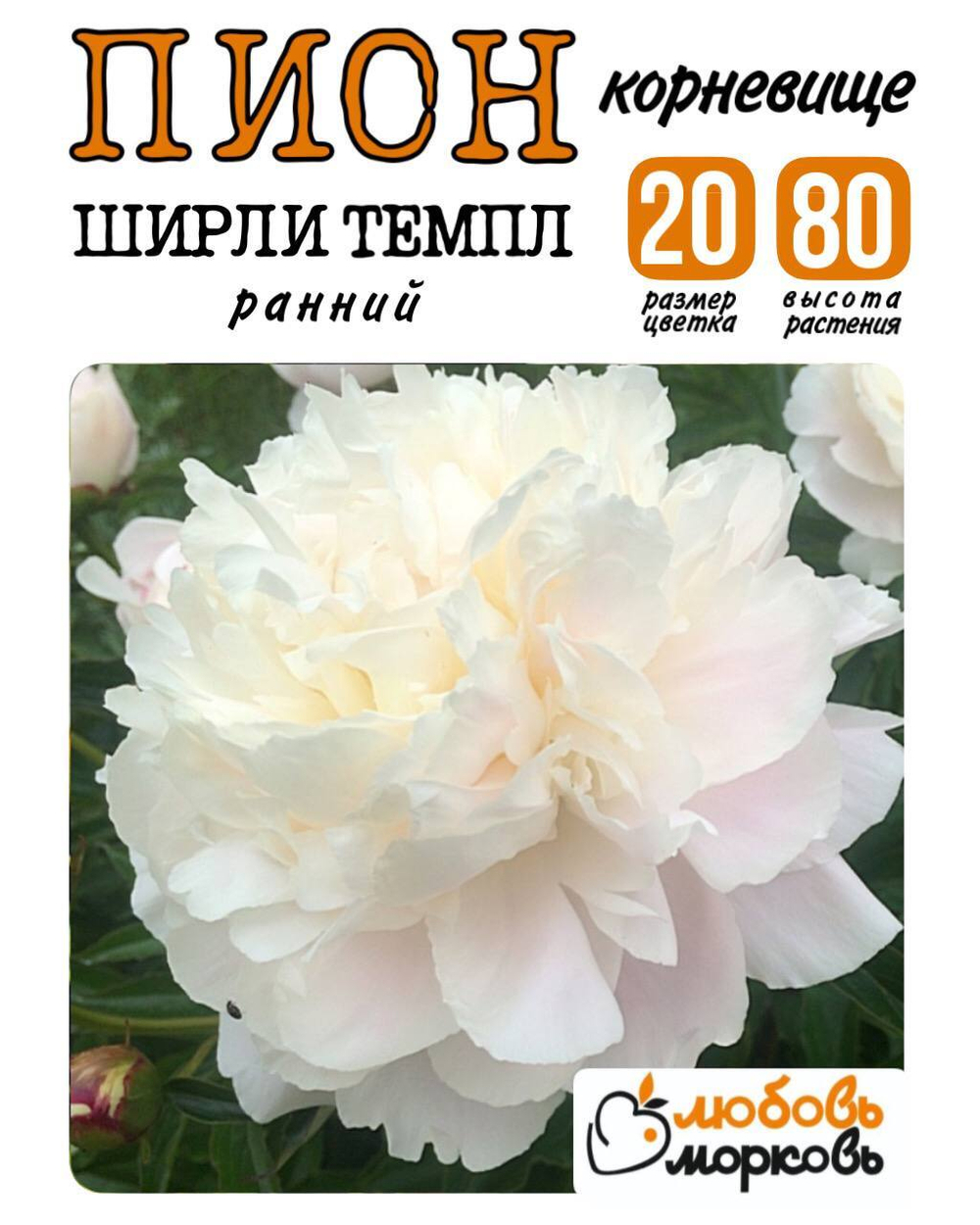 Пион Корневище, Ширли Темпл, 3+ почек, 1шт (Любовь Морковь)