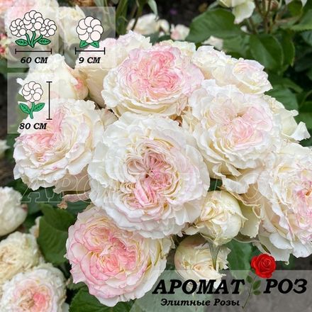 Дольче Саммерхаус (Dolce Summerhouse)