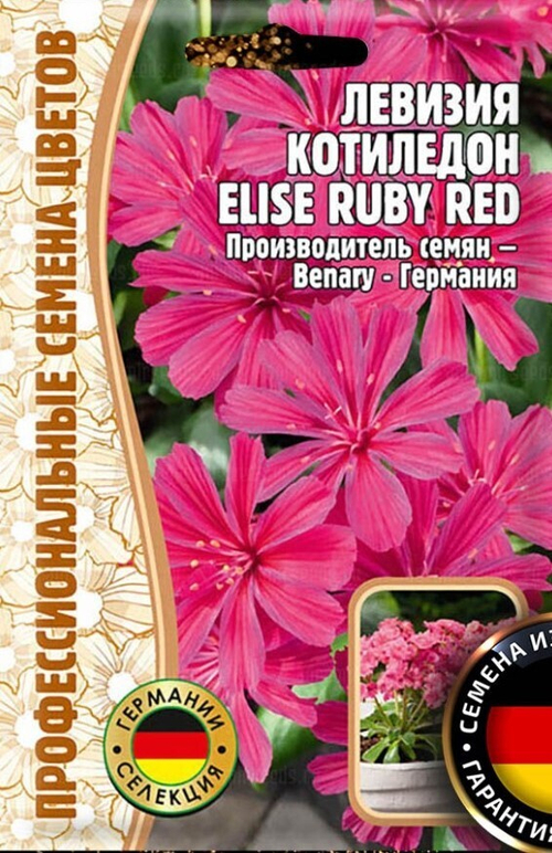 Левизия котиледон Elise Ruby Red