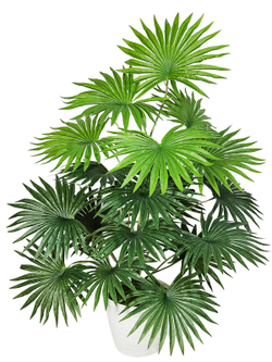 Искусственная Пальма веерная 75см в кашпо