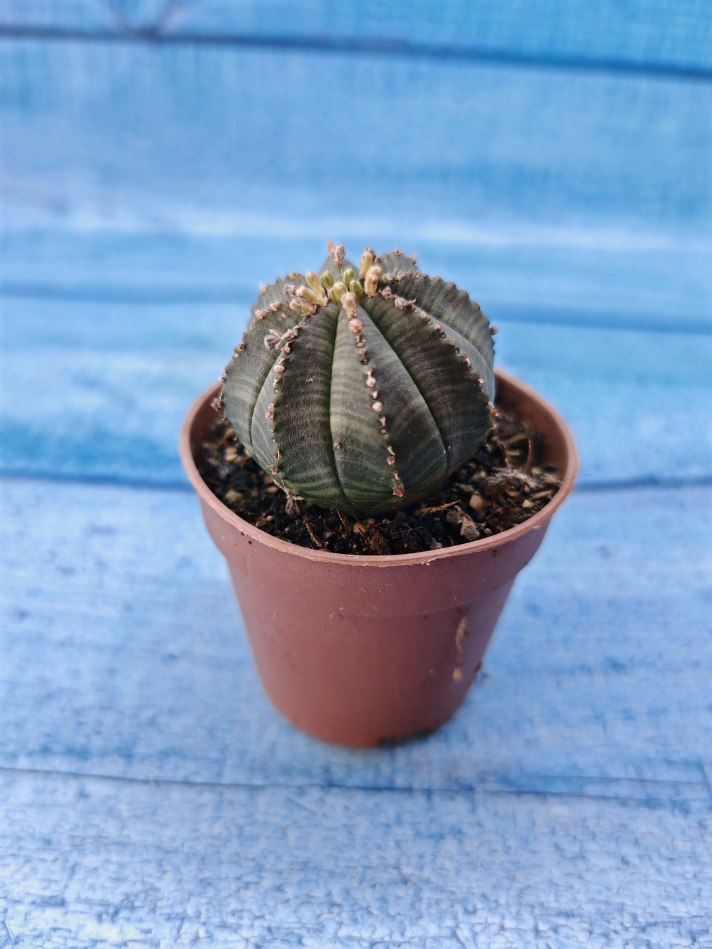 Euphorbia Obesa (Эуфорбия)