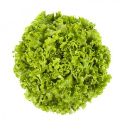 Отили семена салата батавия (Rijk Zwaan / Райк Цваан)