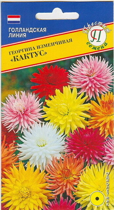 Георгина Кактус Престиж