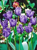 Тюльпан Попугайный Блю Пэррот