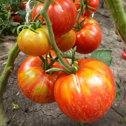 Помидоры Solar Flare – Вспышка На Солнце