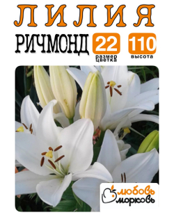 Лилия Луковица, Ричмонд, ЛА-гибрид, разбор 22/24, 1 шт