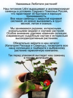 Пеларгония Шоколад пёстролистная