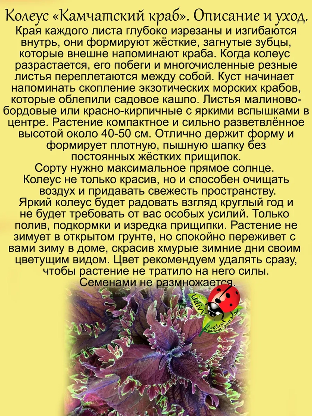 Колеус Камчатский краб вегетативный