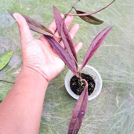 Хойя SULAWESIANA RED