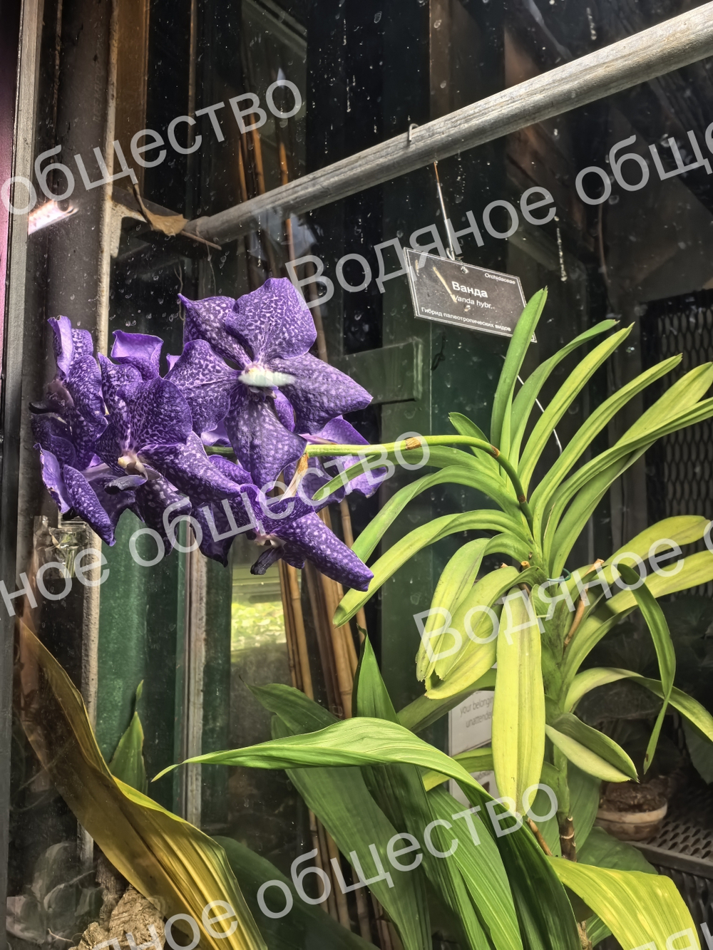 Орхидея рода Ванда (Vanda)