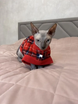 Одежда свитер для сфинксов кошек