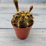 Gymnocalycium Friedrichii (Гимнокалициум)