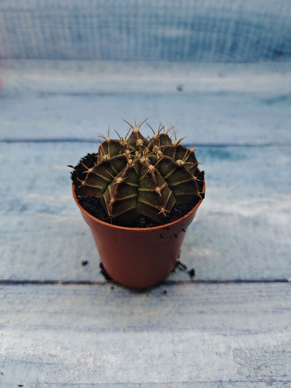 Gymnocalycium Friedrichii (Гимнокалициум)