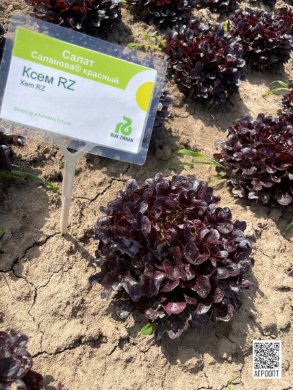 Ксем семена салата листового (Rijk Zwaan / Райк Цваан) в поле – фото 7