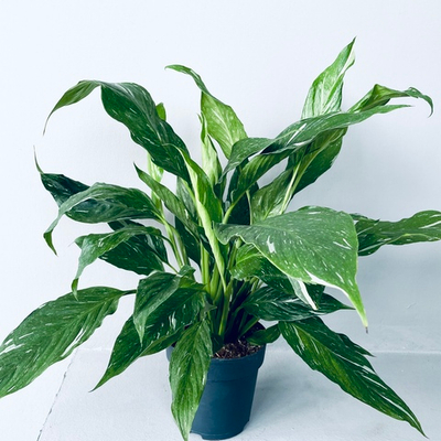 Спатифиллум "Даймонд Вариегата"