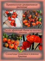 Паслён эфиопский "Тыква на палочке"