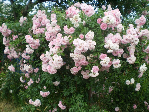 Роза Буке Парфе С4 Закупка М16 июнь 2026