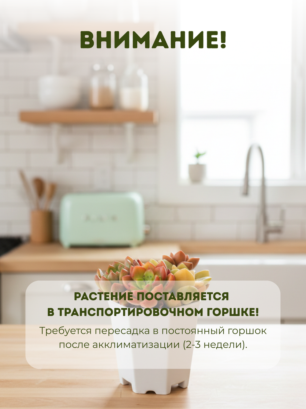 Суккулент микс д. 7