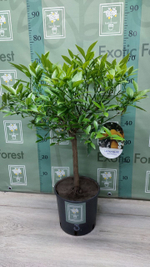 Lemonquat