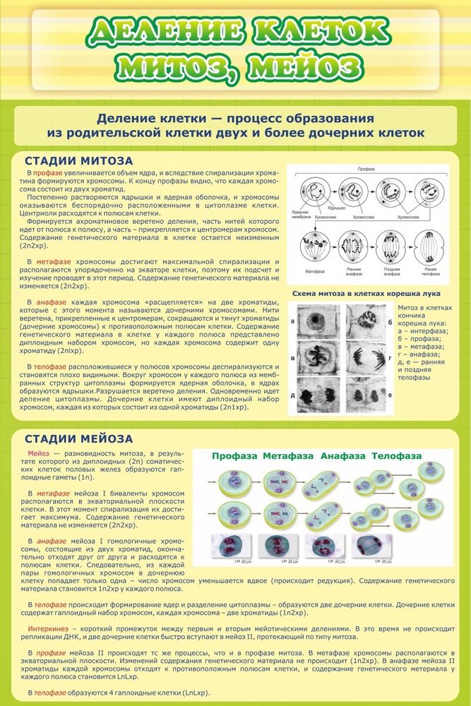 Стенд &quot;Деление клеток митоз мейоз&quot;