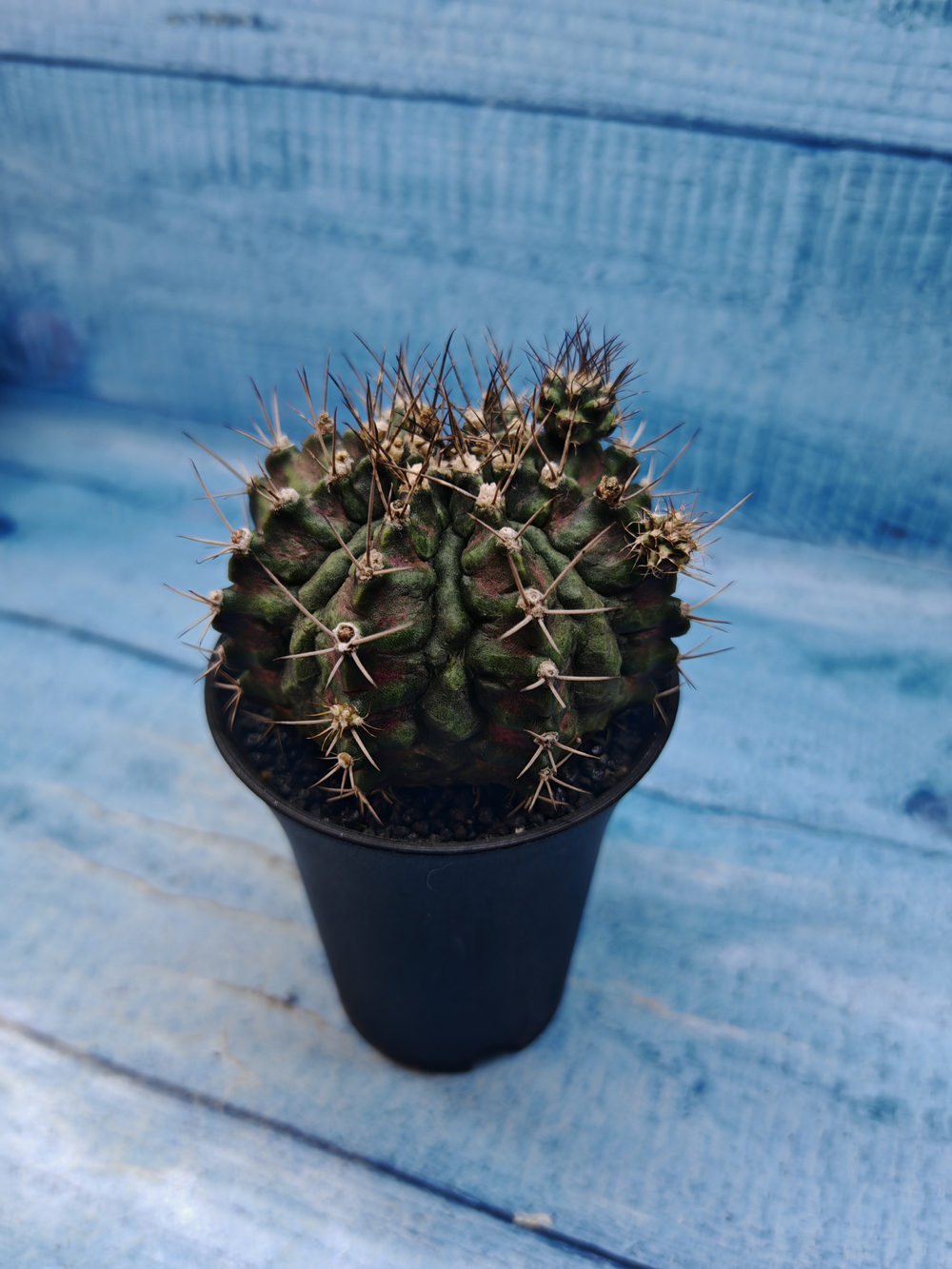 Gymnocalycium T-Rex Pink hybrid (Гимнокалициум T-rex)