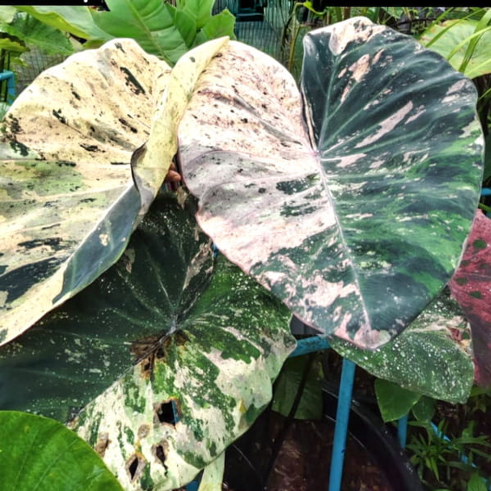 Колоказия EPISODE TWO