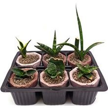 Набор суккулентов D5 №17975