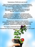 Герань гималайская Пленум многолетняя