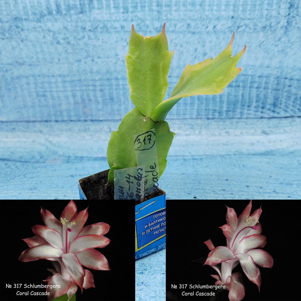 Schlumbergera Coral Cascade (Декабрист)