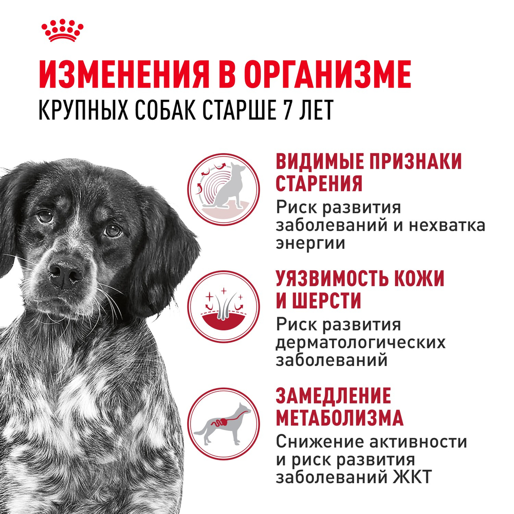 Royal Canin Medium Adult 7+ Медиум Эдалт Корм сухой для взрослых собак средних размеров от 7 лет и старше 4кг