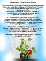 Карликовая сирень Мейера Палибин.