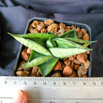 Сансевиерия PUMPUI