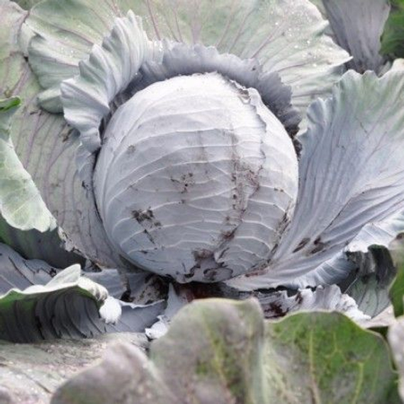 Рексома F1 семена капусты краснокочанной (Rijk Zwaan / Райк Цваан) в поле – фото 6