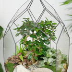 Готовый флорариум бонсай Кармона Цефей с озером