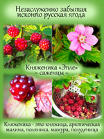 Княженика Эпле полярная малина княжья ягода