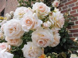 Чандос Бьюти (Chandos Beauty)