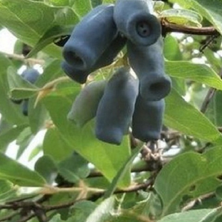 Жимолость ранняя Томичка