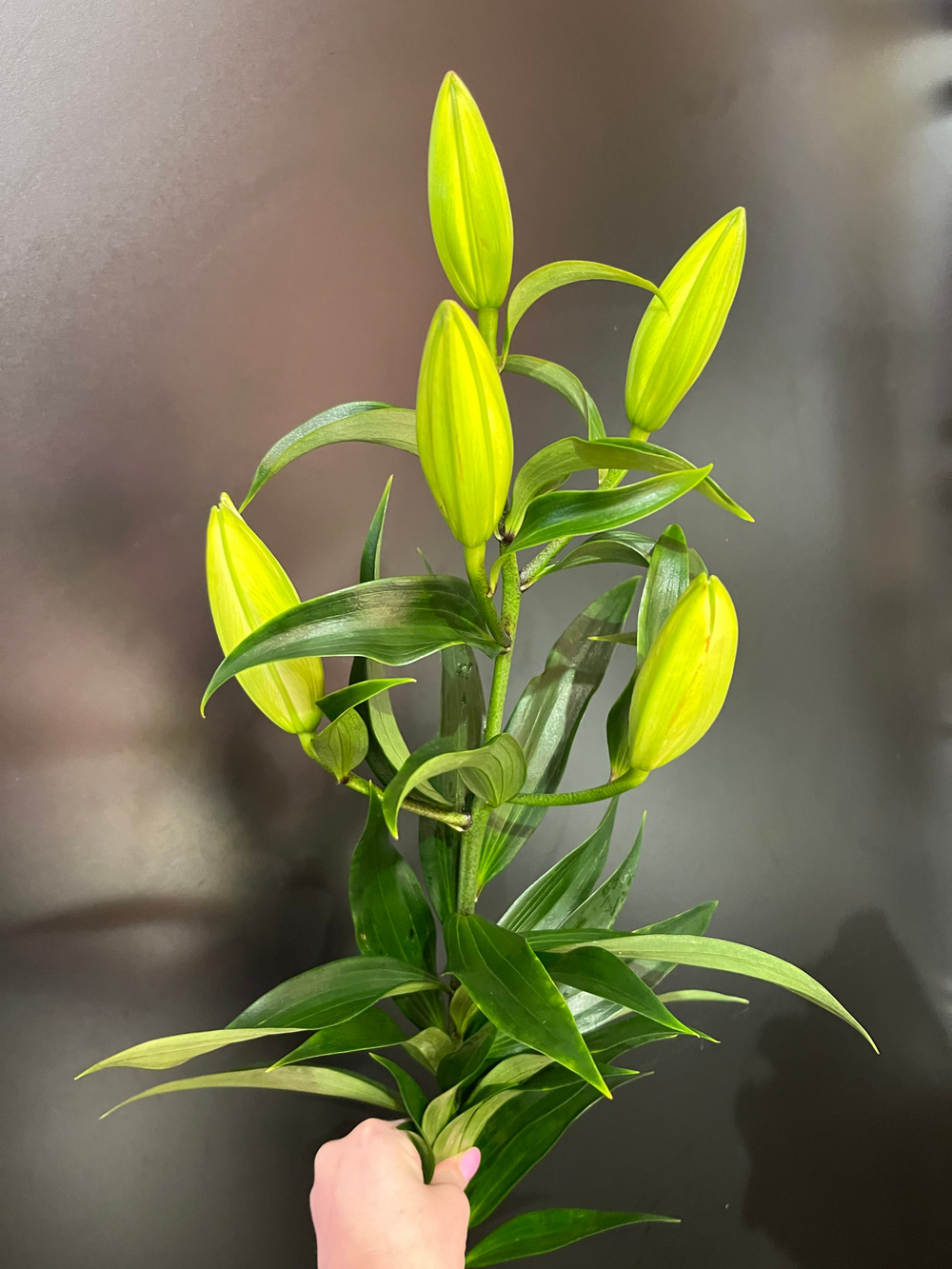 Лилия(белая,экввадор)