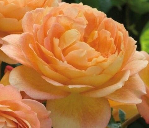 Роза английская Леди оф Шалот