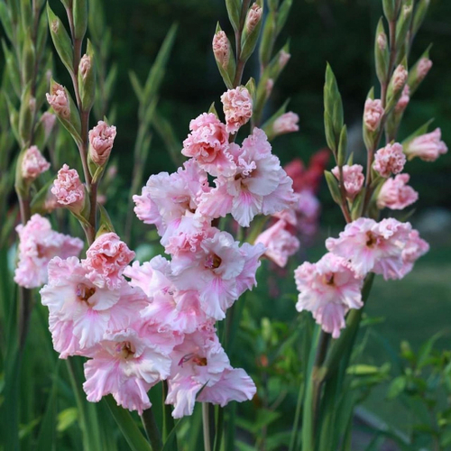 Гладиолус Катерина (1 луковица)