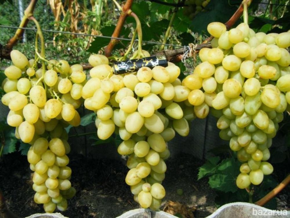 Виноград Аркадия Закупка М70 июнь 2026